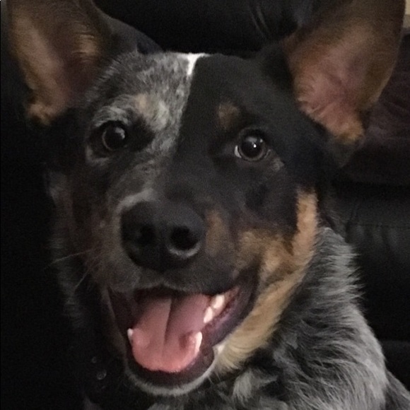 Meet your Posher, Rich - Picture 3 of 5